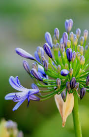 The 35 Best Flower Photos Amazing Flowers Flower Photos Virtual Flowers