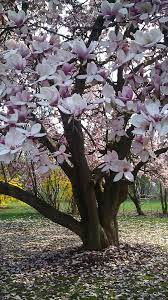 Magnolia Tree Flowering Trees Beautiful Tree Magnolia Trees