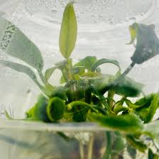 Image result for Nesaea pedroi