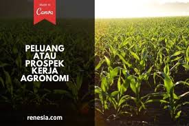 Check spelling or type a new query. 10 Peluang Atau Prospek Kerja Agronomi Dan Gajinya