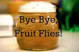 Suburban Turmoil Fruit Flies Cleaning Hacks Cleaning