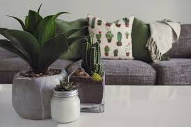 Water when the soil has fully dried • considerations: Whale Fin Sansevieria Care Tips Sansevieria Masoniana Plant