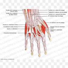 Maybe you would like to learn more about one of these? Extensor Digiti Minimi Muscle Png Images Pngwing