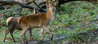 Rådjur (capreolus capreolus) är ett litet hjortdjur som förekommer i europa och mindre asien.benämningen på en vuxen hane är bock.honan kallas för get eller rå, ungdjur under första året kallas kid eller killing, och getter som ännu inte fött kid kallas för smaldjur Kronhjort Slottsskogen Goteborgs Stad