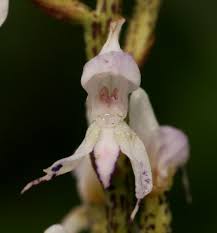 Image result for Disa aconitoides