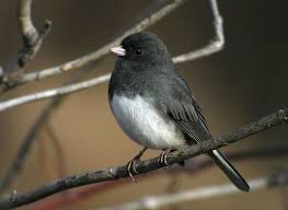 Birds Of Central Oregon Dark Eyed Junco C 2008 Michael Mcdowell Backyard Birds Beautiful Birds Passerine