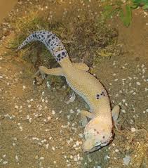 Check spelling or type a new query. Leopard Gecko Morphs Our Reptile Forum