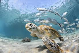 Nests between 3 to 6 times. Interesting Facts About Sea Turtles And Tortoises