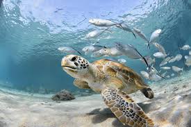 But if i am willing to mate them like you then i should the 8 ways to tell a turtle is male or female. Interesting Facts About Sea Turtles And Tortoises