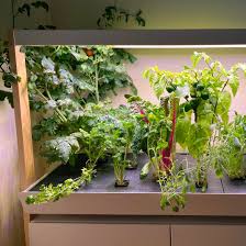 Cover the bottom of the tray with pebbles or marbles, fill it up with water, and then put plants on top and around the tray. 15 Best Indoor Garden Kits 2021 The Strategist