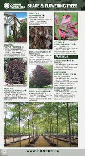 Weeping flowering trees zone 4. Connon Nurseries Plant Reference Guide By Connon Nurseries Issuu