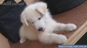 Find golden retriever puppies for sale and dogs for adoption near you. Siberian Husky X Golden Retriever Goberian Pups For Sale Philippines 29026151