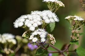 Image result for Cleistochlamys