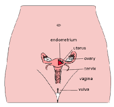 Find out more other female human body diagram of organs female human body and organs the spines four sections from top to bottom are the cervical neck thoracic abdomen lumbar lower back and sacral toward tailbone. Anatomy Of The Female Pelvic Area Children S Wisconsin