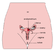 A collection of female sculptures with different body types in different poses and in different styles. Anatomy Of The Female Pelvic Area Children S Wisconsin