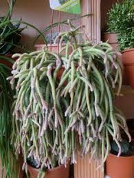 A mutation that results when the growing point of a plant forms a long line, rather than a single type of cell division where the chromosome set duplicates prior to division. 110 Best Cactus Plants For Home And Garden Ideas Cactus Plants Plants Cactus