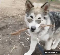 All i ask for is a blue infographic gif layered onto sunglasses. Ilmu Pengetahuan 8 Dog Glasses Gif