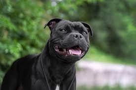 Maybe you would like to learn more about one of these? Staffordshire Bull Terrier Dog Breed Information