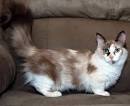 Munchkin Longhair Breeders - The International Cat ...