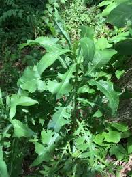 Image result for Lactuca ugandensis