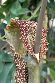 Image result for Sauromatum venosum