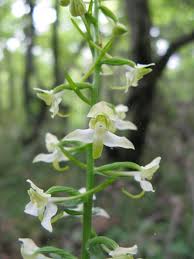 Image result for Holothrix longiflora