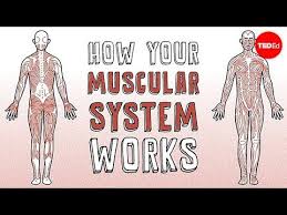 We know that the muscles constitute approximately 50 per cent of the total body weight, slightly more in the average male than the female. How Your Muscular System Works Emma Bryce Youtube