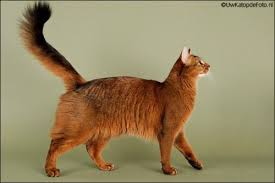 все породы кошек с фотографиями и названиями по алфавиту Pin On Dream Cats