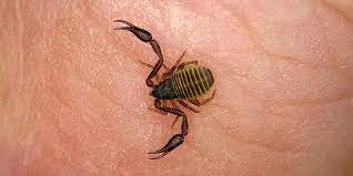 Water scorpions vary in shape within the family. All The Bugs That Look Like Scorpions Insect Cop