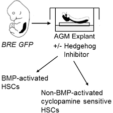 bmp and hedgehog regulate distinct agm hematopoietic stem