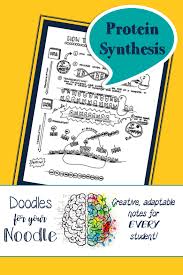 Doodles For Your Noodle Protein Synthesis Notes Coloring Supports Hs Ls1 1 Protein Synthesis Doodle Notes Genetics Lesson