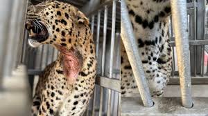 Leopard gatecrashes Lucknow wedding, bride-groom remains stuck in car for  hours - CNBC TV18