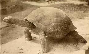 Image result for Sclerodactylon macrostachyum