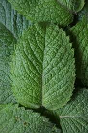 Its fun watching them play an all but for the to leave their mess is not on. Is Peppermint Oil Safe For Cats 1 Major Benefit Dangers