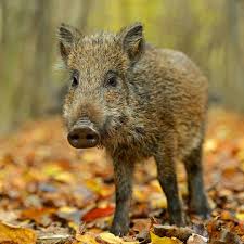 Exploring Wild Animals In Central Balkan Mountains Bulgaria Some Wild Animals Are Possible To See Here In The Mountain Wild B Animals Wild Wild Boar Animals