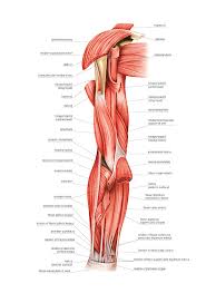 The muscles of the upper limb can be divided into 6 different regions: Muscles Of Right Upper Arm Photograph By Asklepios Medical Atlas