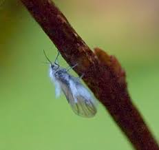 Big ones and small ones. Light Blue Furry Flying Insect Bugguide Net