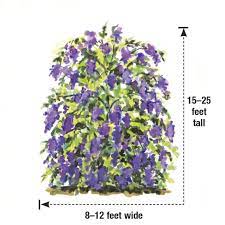 Full grown duranta sapphire showers tree. This Plant Looks Spectacular In Late Summer Plant Recommendation Finegardening