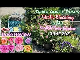 Sharifa asma david austin rose. Gabriel Oak David Austin Rose Review Gardening With Wine Youtube
