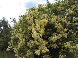 Image result for Clematis brachiata