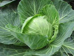Maybe you would like to learn more about one of these? How To Identify The 27 Most Common Vegetable Plants