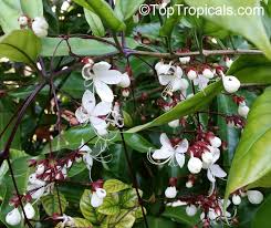 Image result for Clerodendrum silvanum