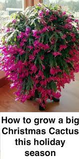 How to grow and care for christmas cactus. How To Grow A Big Christmas Cactus This Holiday Season Petly Town Plants Christmas Cactus Plant Christmas Plants