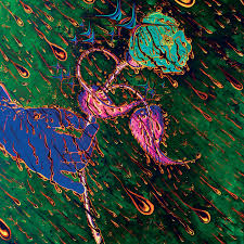 Buy the selected items together. Strength Of Spring Grave Flowers Bongo Band