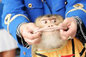 Huang of racism and refused to. Show With The Monkey With Greater Lips Stock Photo Picture And Royalty Free Image Image 3627434