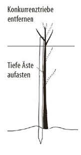 Ansonsten ist abzusehen, dass es ihrem baum nicht gut ergehen wird. Walnussbaume Pflanzen Pflegen Und Schneiden Die Lubera Anleitung Fur Walnussbaume