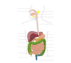 File Digestive System Diagram No Labels Arrows Svg Wikimedia Commons