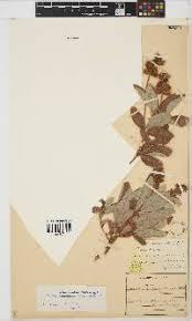 Image result for Eriosema flemingioides