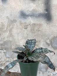 Image result for Sansevieria kirkii