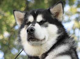 We did not find results for: Alaskan Malamute Puppies Kennel Breeder Cost Malamute Puppies Alaskan Malamute Alaskan Malamute Puppies